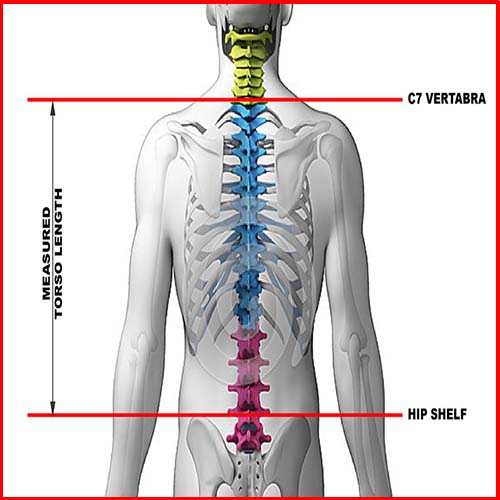 How to Measure Torso, Bust, Waist, and Hips