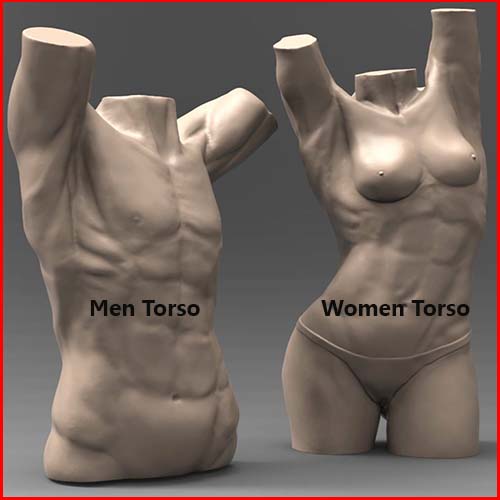 Where is your torso female and men